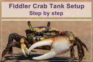 How to Set up a Fiddler Crab Tank