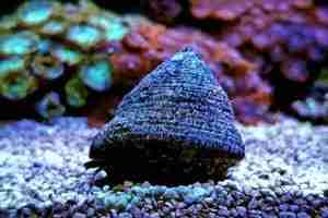 Trochus Snails – Detailed Guide Care, Diet, and Breeding