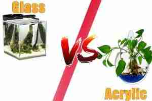 Acrylic vs Glass Tanks: Pros and Cons