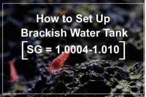 How to Set Up a Brackish Water Aquarium