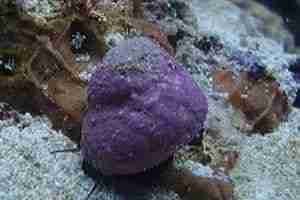 Margarita Snail (Margarites pupillus) – Detailed Guide Care, Diet, and Breeding