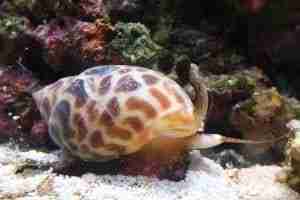 Leopard Snail (Babylonia spirata) - Detailed Guide Care, Diet, and Breeding