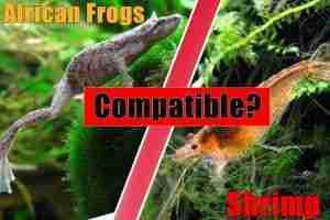 Are African Frogs and Shrimp Compatible