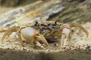 Tanganyika Crab (Platythelphusa Sp.) – Detailed Guide Care, Diet, and Breeding