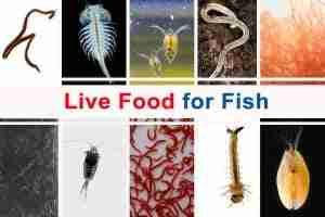 Feeding Naturally 15+ Live food Options for Aquarium Fish