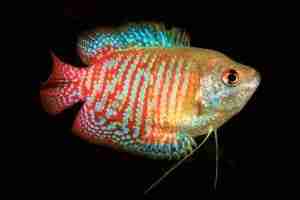 Trichogaster lalius (Dwarf Gourami) – Detailed Guide Care, Diet, and Breeding