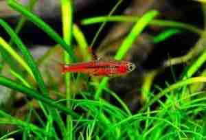 Chili Rasboras (Boraras brigittae) – Detailed Guide Care, Diet, and Breeding