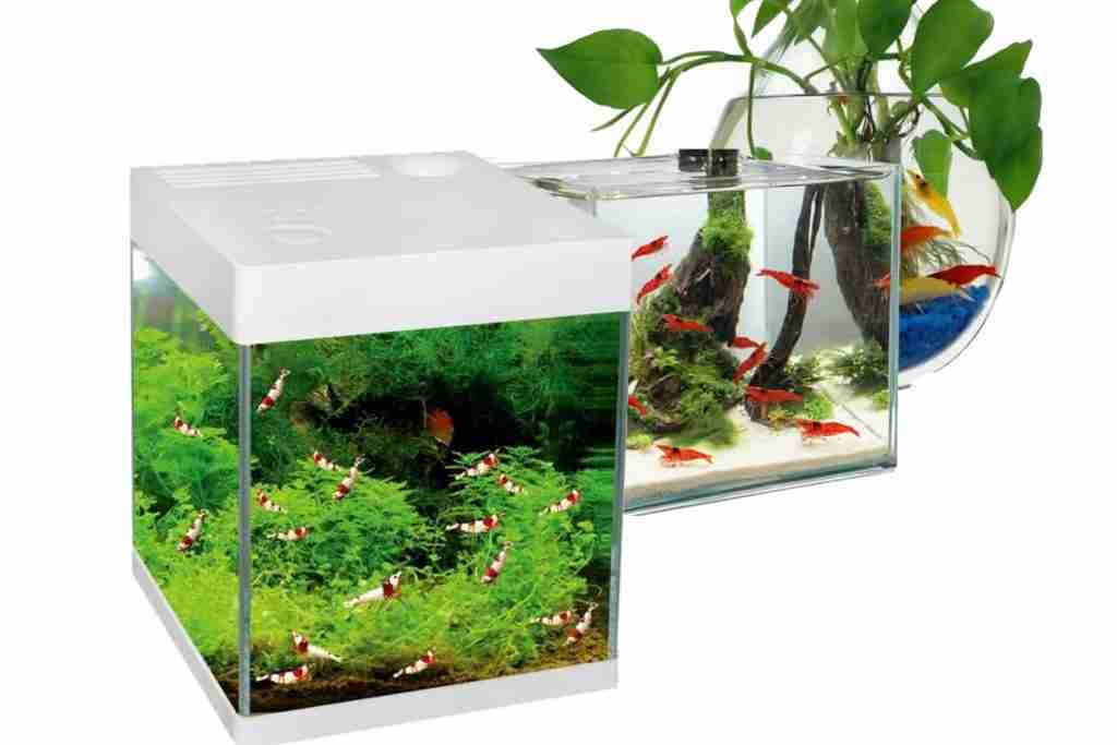 hree nano shrimp tanks (5‑gallon, 3‑gallon, and 2.5‑gallon) with cherry shrimp, moss, and driftwood – showing different nano tank setups for Neocaridina